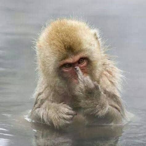 Affe Mittelfinger