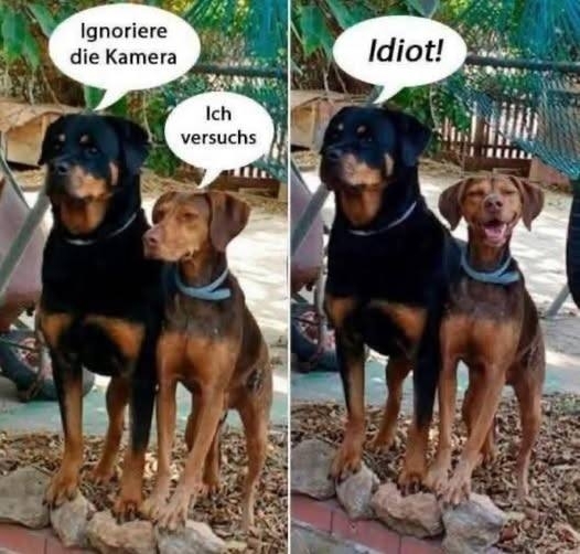 Ignoriere die Kamera -  Ich versuchs -  - Idiot!