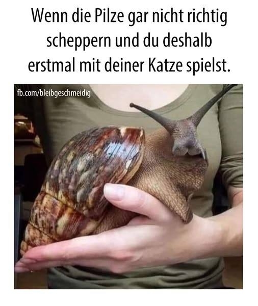 Wenn die Pilze gar nicht richtig - scheppern und du deshalb
erstmal mit deiner Katze spielst.